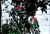 Kletterhilfe / Rankhilfe aus verzinktem Stahl in Seilspanntechnik - f�r alle Kletterpflanzen u. Rosen