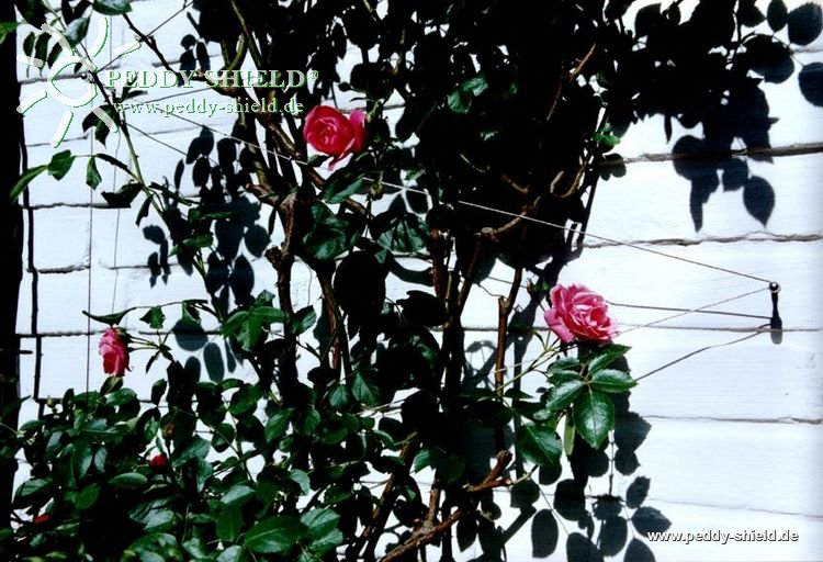Kletterhilfe / Rankhilfe aus verzinktem Stahl in Seilspanntechnik - f�r alle Kletterpflanzen u. Rosen